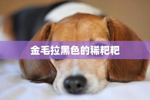 金毛拉黑色的稀粑粑