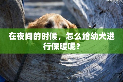 在夜間的時候，怎么給幼犬進行保暖呢？