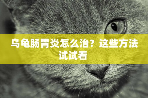 烏龜腸胃炎怎么治？這些方法試試看 