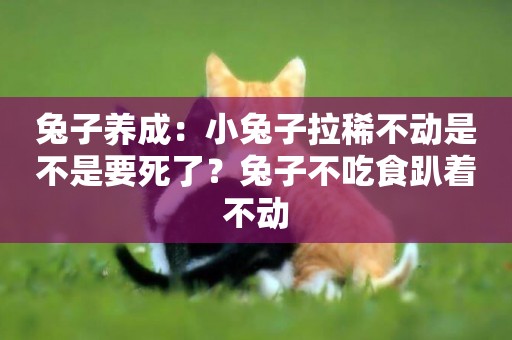 兔子養成：小兔子拉稀不動是不是要死了？兔子不吃食趴著不動