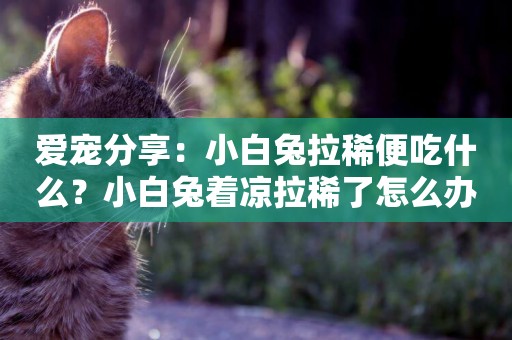 愛寵分享：小白兔拉稀便吃什么？小白兔著涼拉稀了怎么辦