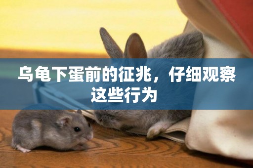 烏龜下蛋前的征兆，仔細觀察這些行為 