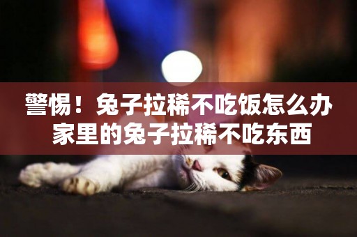 警惕！兔子拉稀不吃飯怎么辦 家里的兔子拉稀不吃東西