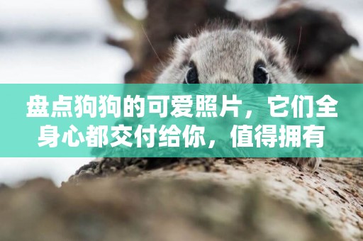 盤點狗狗的可愛照片，它們全身心都交付給你，值得擁有