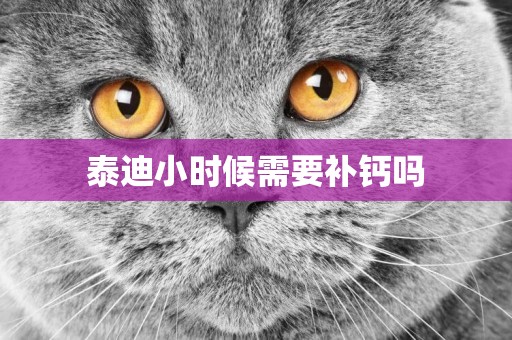 泰迪小時候需要補鈣嗎
