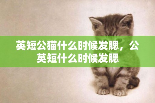 英短公貓什么時候發腮，公英短什么時候發腮