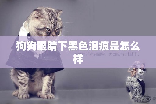 狗狗眼睛下黑色淚痕是怎么樣