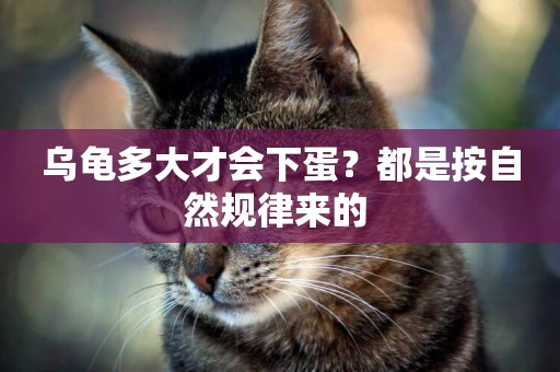 烏龜多大才會下蛋？都是按自然規律來的 