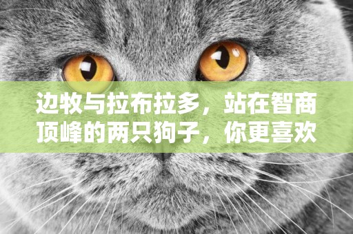 邊牧與拉布拉多，站在智商頂峰的兩只狗子，你更喜歡哪一個