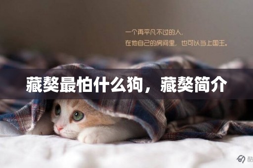 藏獒最怕什么狗，藏獒簡介