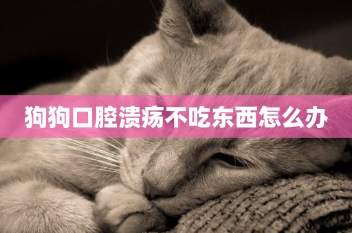 狗狗口腔潰瘍不吃東西怎么辦
