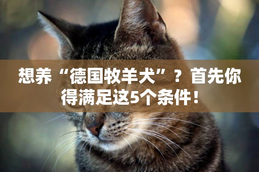 想養“德國牧羊犬”？首先你得滿足這5個條件！