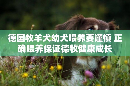 德國牧羊犬幼犬喂養要謹慎 正確喂養保證德牧健康成長