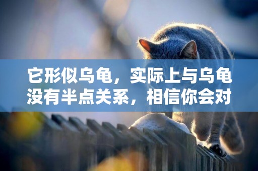 它形似烏龜，實際上與烏龜沒有半點關系，相信你會對它很好奇