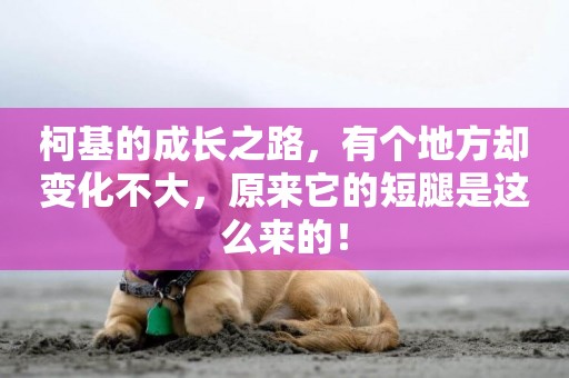 柯基的成長之路，有個地方卻變化不大，原來它的短腿是這么來的！