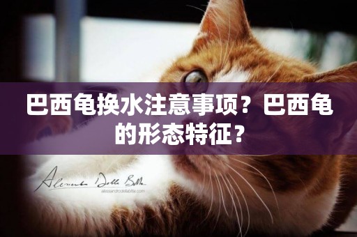巴西龜換水注意事項？巴西龜的形態特征？