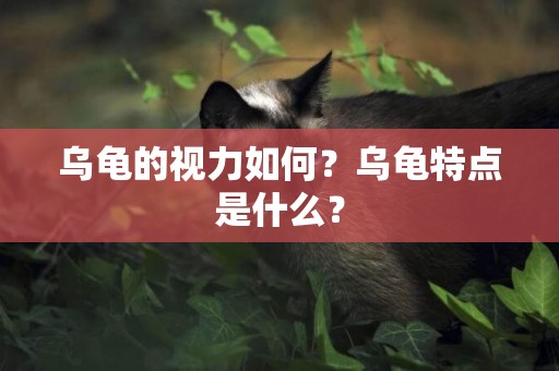 烏龜的視力如何？烏龜特點是什么？