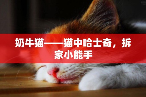奶牛貓——貓中哈士奇，拆家小能手
