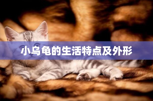 小烏龜的生活特點及外形