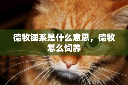 德牧錘系是什么意思，德牧怎么飼養