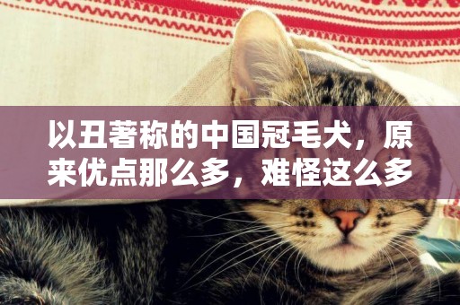 以丑著稱的中國冠毛犬，原來優點那么多，難怪這么多人喜歡！