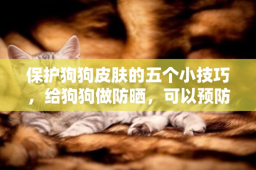 保護狗狗皮膚的五個小技巧，給狗狗做防曬，可以預防皮膚病