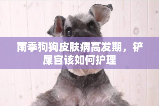 雨季狗狗皮膚病高發期，鏟屎官該如何護理