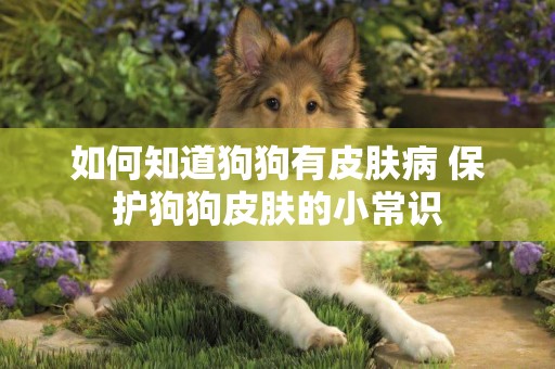 如何知道狗狗有皮膚病 保護狗狗皮膚的小常識