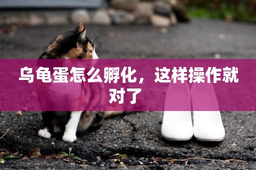 烏龜蛋怎么孵化，這樣操作就對了 