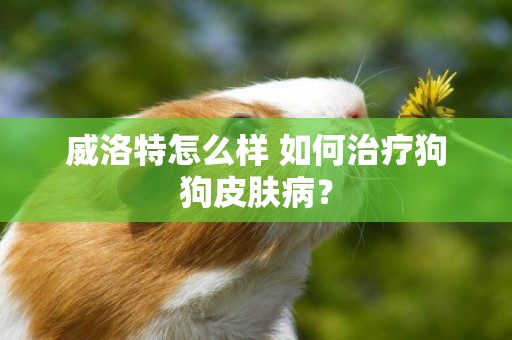 威洛特怎么樣 如何治療狗狗皮膚病？