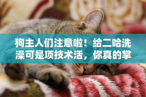 狗主人們注意啦！給二哈洗澡可是項技術活，你真的掌握要領了嗎？