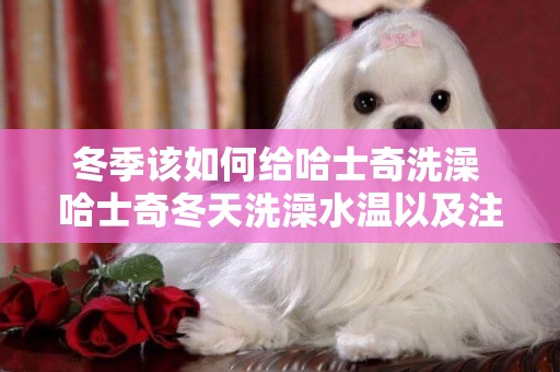 冬季該如何給哈士奇洗澡 哈士奇冬天洗澡水溫以及注意事項