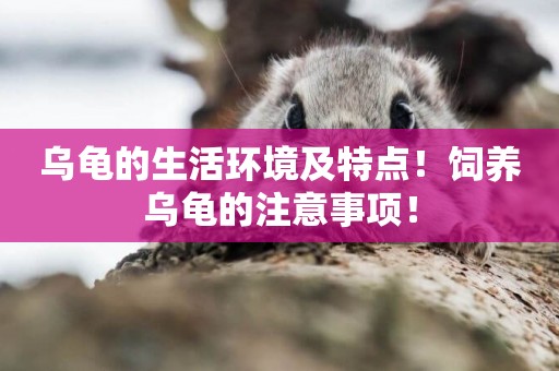 烏龜的生活環境及特點！飼養烏龜的注意事項！