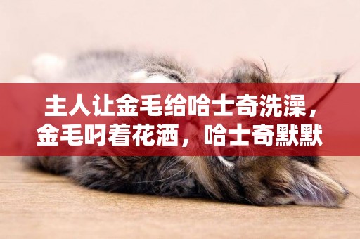 主人讓金毛給哈士奇洗澡，金毛叼著花灑，哈士奇默默淋著水