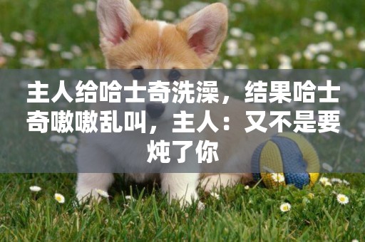 主人給哈士奇洗澡，結果哈士奇嗷嗷亂叫，主人：又不是要燉了你