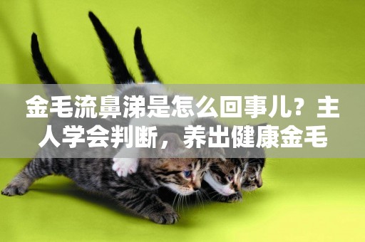 金毛流鼻涕是怎么回事兒？主人學會判斷，養出健康金毛