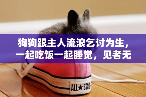 狗狗跟主人流浪乞討為生，一起吃飯一起睡覺，見者無不感動落淚