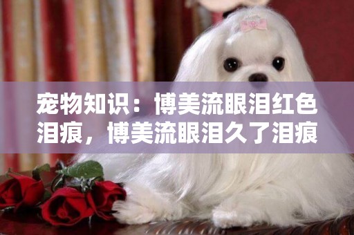 寵物知識：博美流眼淚紅色淚痕，博美流眼淚久了淚痕紅色