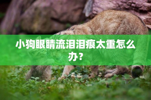 小狗眼睛流淚淚痕太重怎么辦？