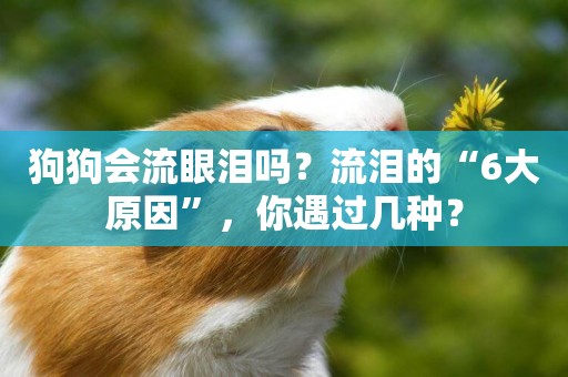 狗狗會流眼淚嗎？流淚的“6大原因”，你遇過幾種？