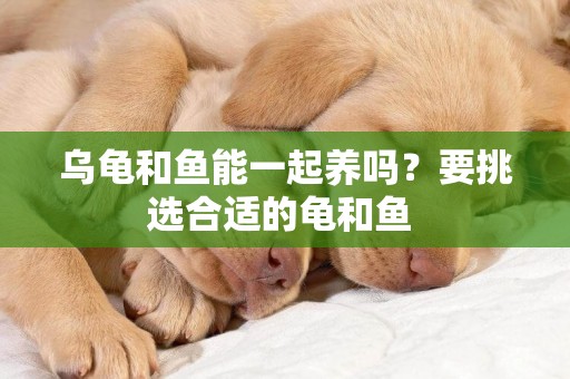 烏龜和魚能一起養嗎？要挑選合適的龜和魚 