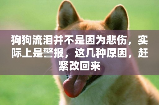 狗狗流淚并不是因為悲傷，實際上是警報，這幾種原因，趕緊改回來