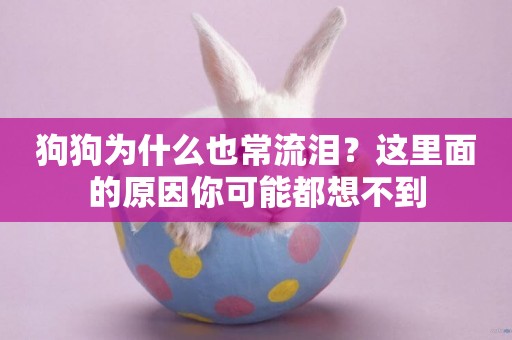 狗狗為什么也常流淚？這里面的原因你可能都想不到