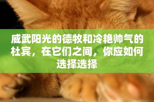威武陽光的德牧和冷艷帥氣的杜賓，在它們之間，你應如何選擇選擇