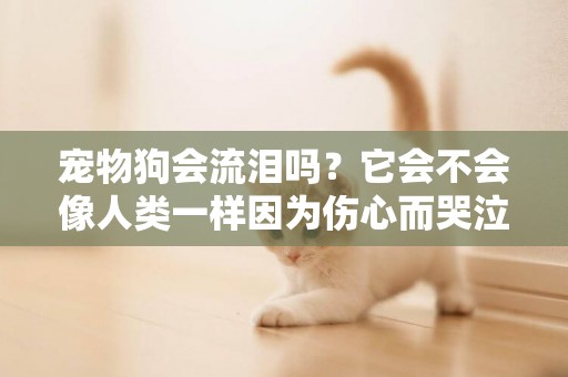 寵物狗會流淚嗎？它會不會像人類一樣因為傷心而哭泣？
