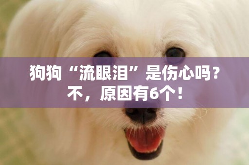 狗狗“流眼淚”是傷心嗎？不，原因有6個！