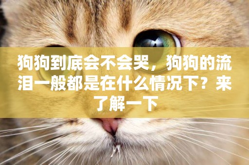 狗狗到底會不會哭，狗狗的流淚一般都是在什么情況下？來了解一下