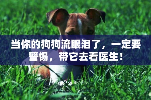 當你的狗狗流眼淚了，一定要警惕，帶它去看醫生！