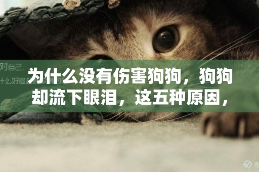 為什么沒有傷害狗狗，狗狗卻流下眼淚，這五種原因，你都知道嗎？