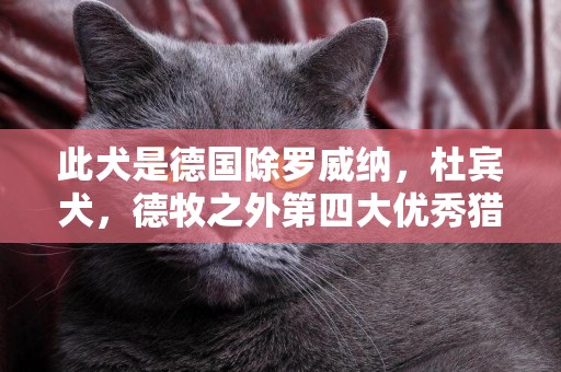 此犬是德國除羅威納，杜賓犬，德牧之外第四大優秀獵犬，能力出眾